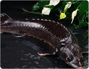 Китайский осетр на пару